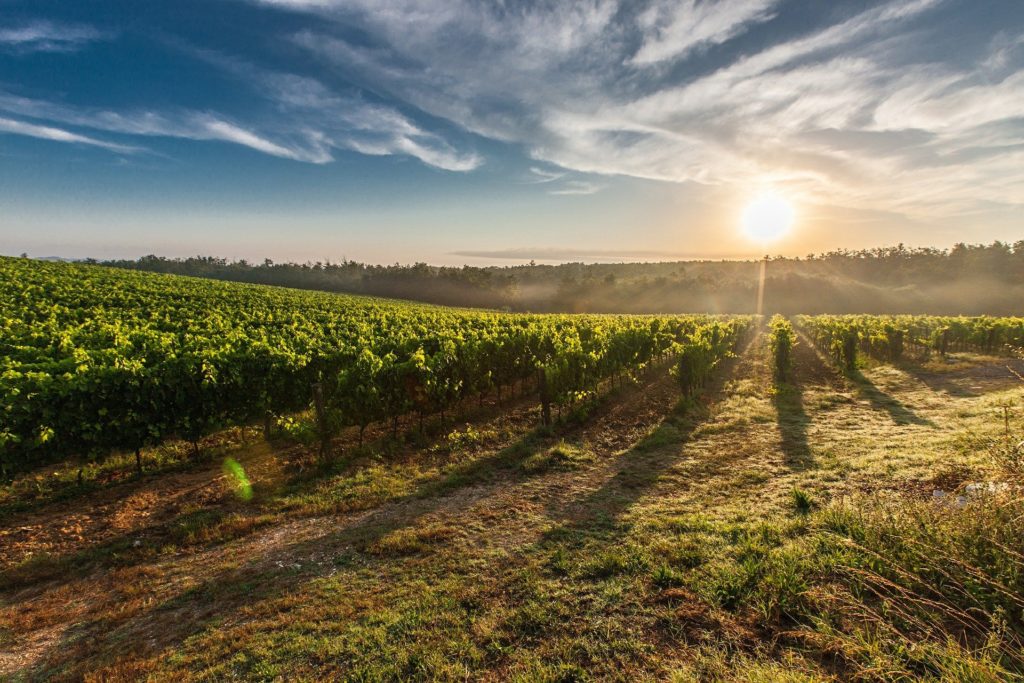 la viticulture biologique est elle plus rentable que la viticulture conventionnelle ?